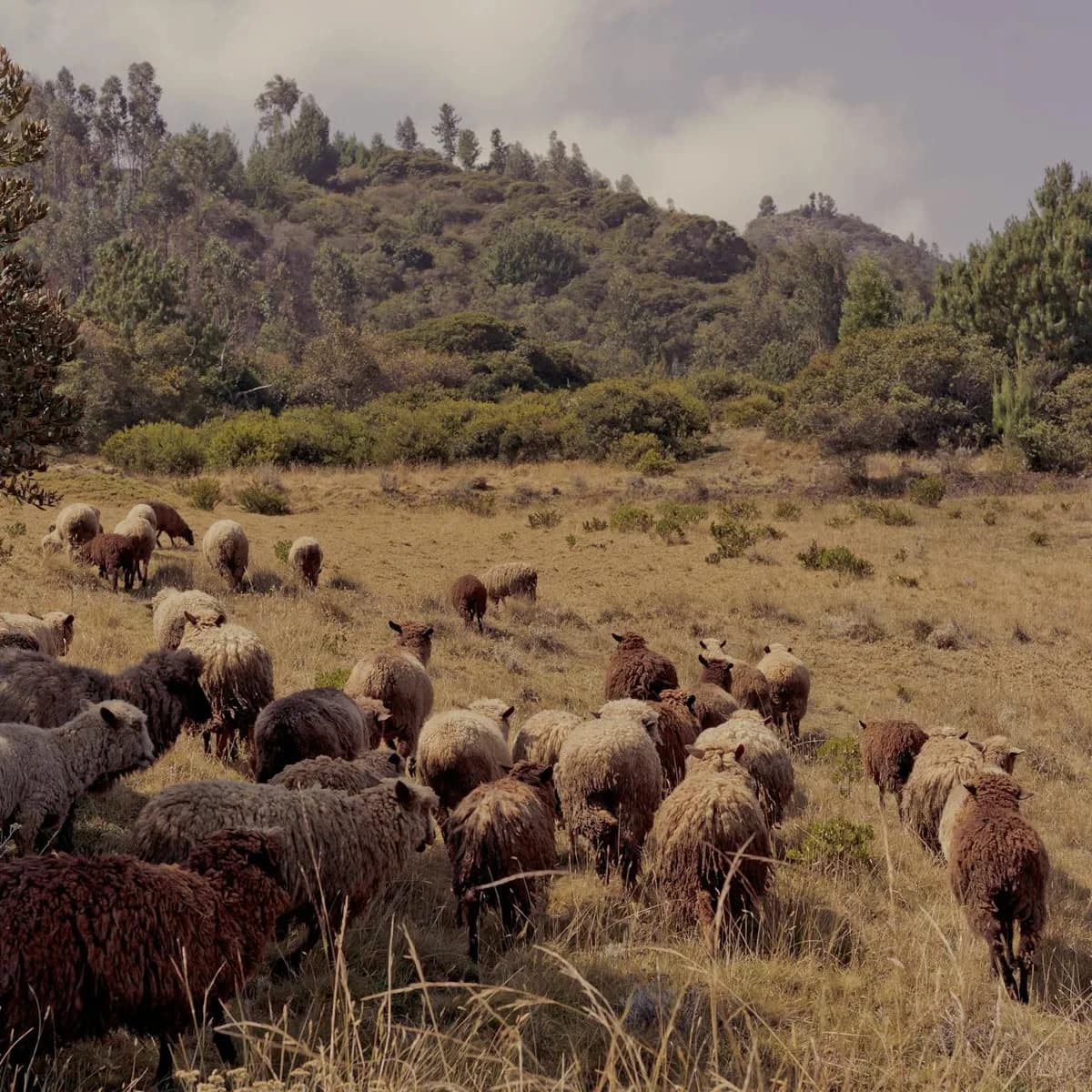 Mountain village and grazing livestock