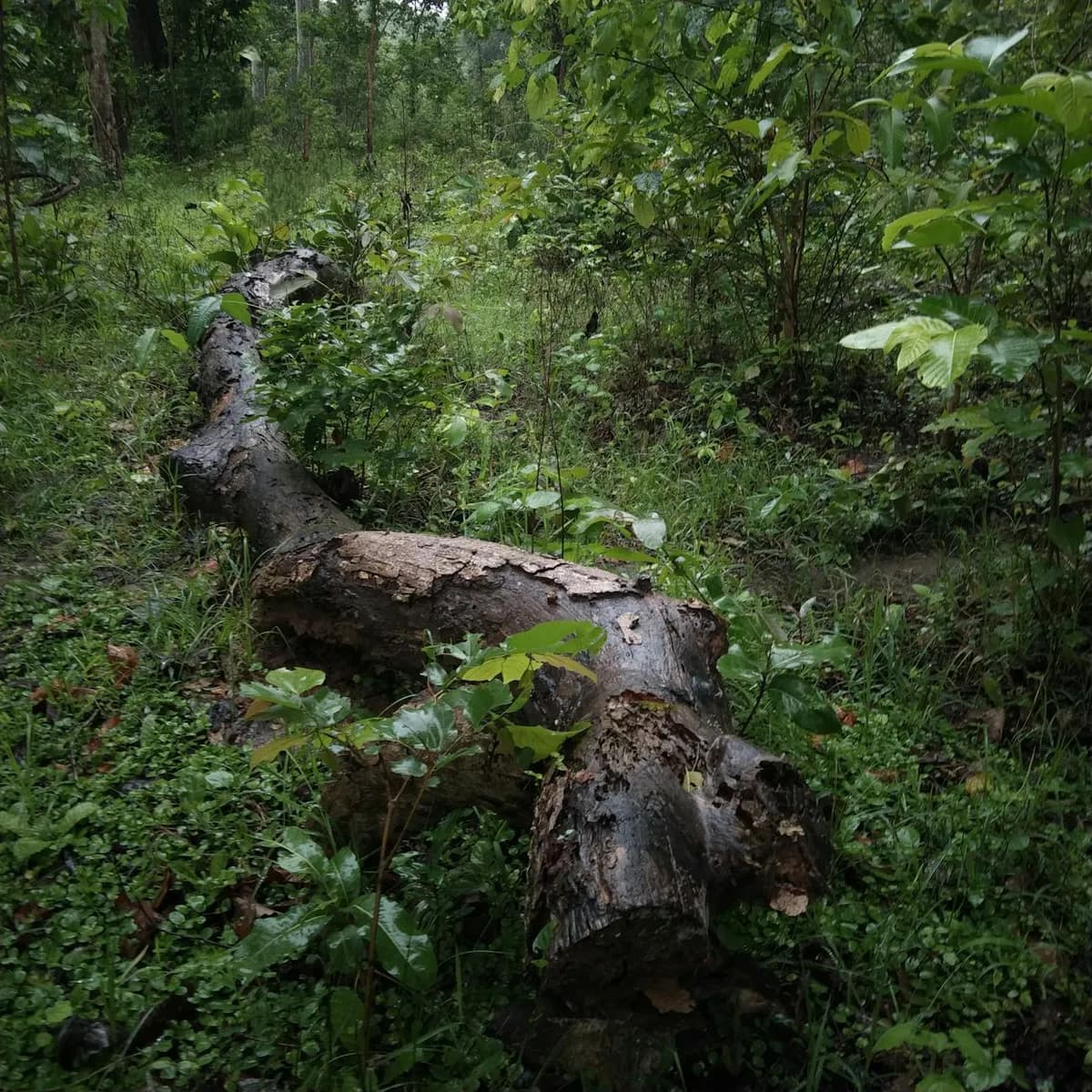 Camera trap in the field
