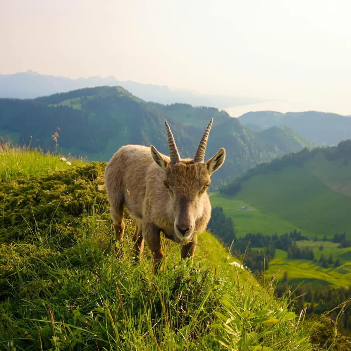 Ibex on a mountainside