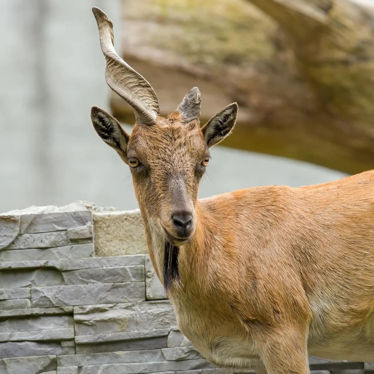 Markhor on a rocky slope