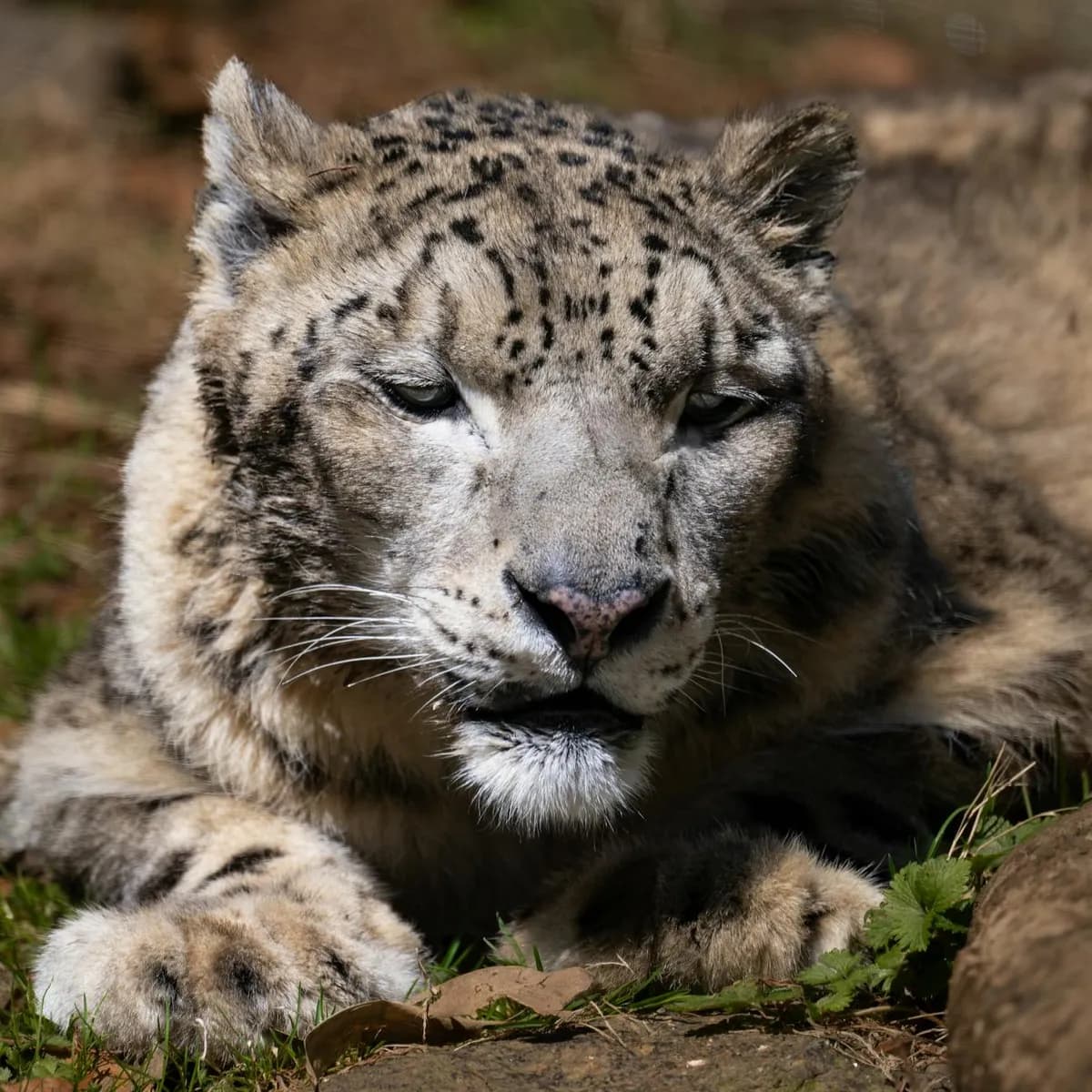 Snow leopard in winter